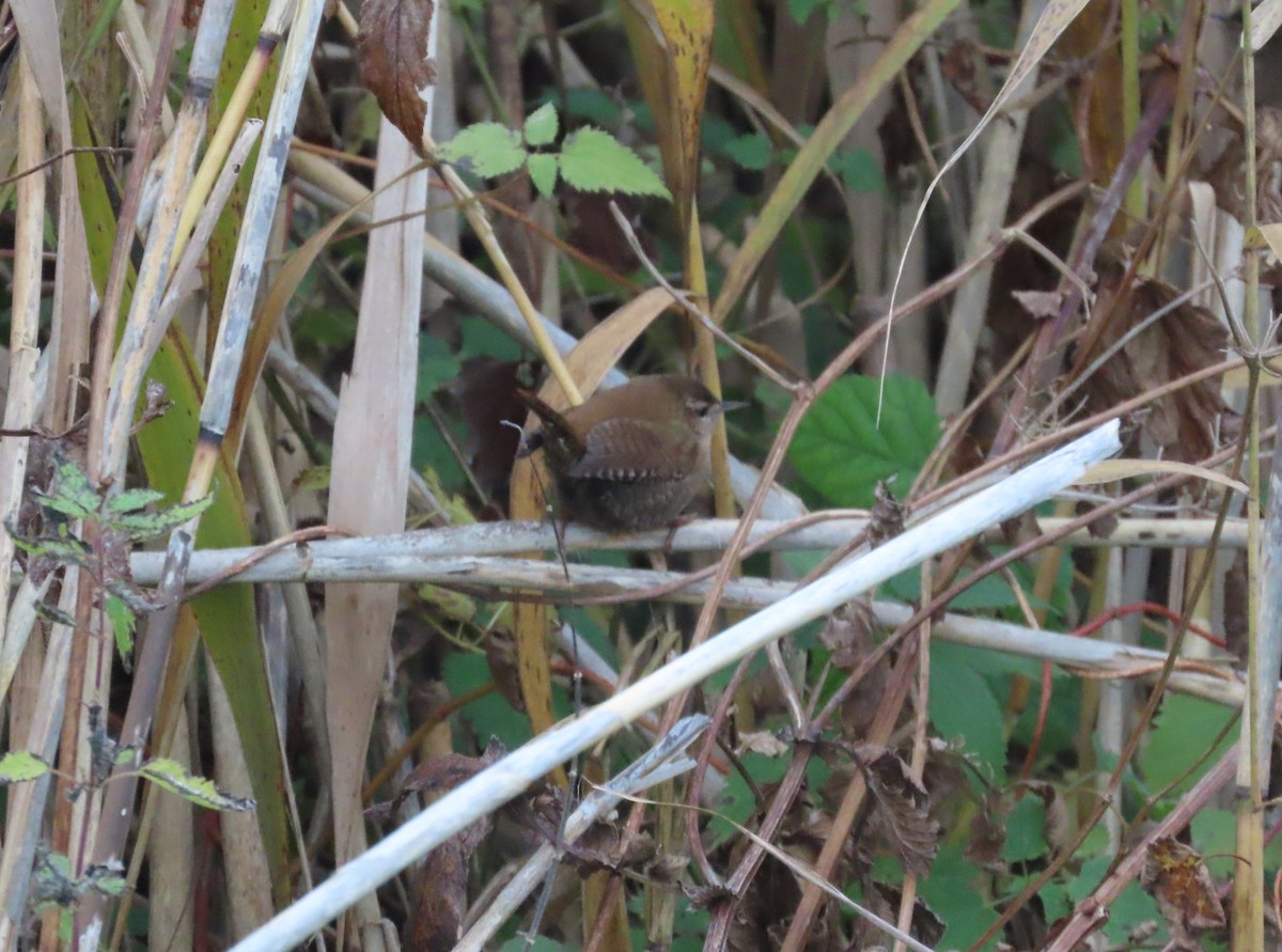 鷦鷯 - ML645178524