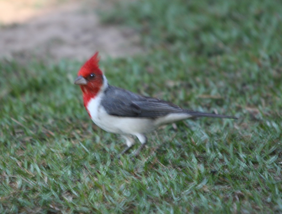 紅冠唐納雀 - ML645178526
