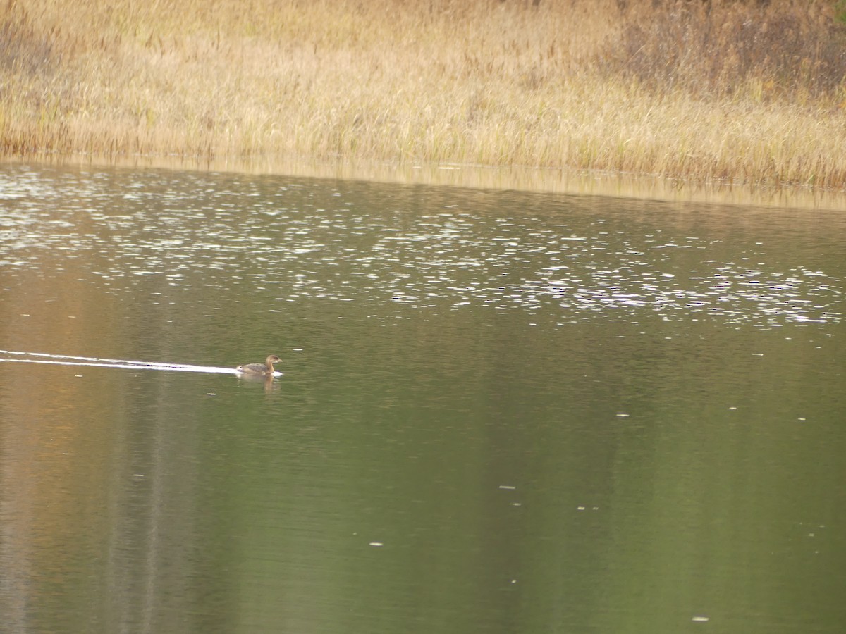 Pied-billed Grebe - ML645178527