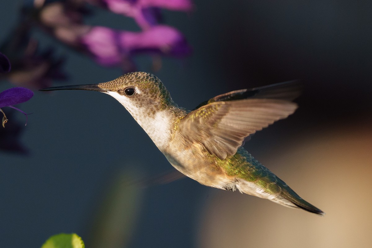 Колібрі рубіновогорлий - ML645178528