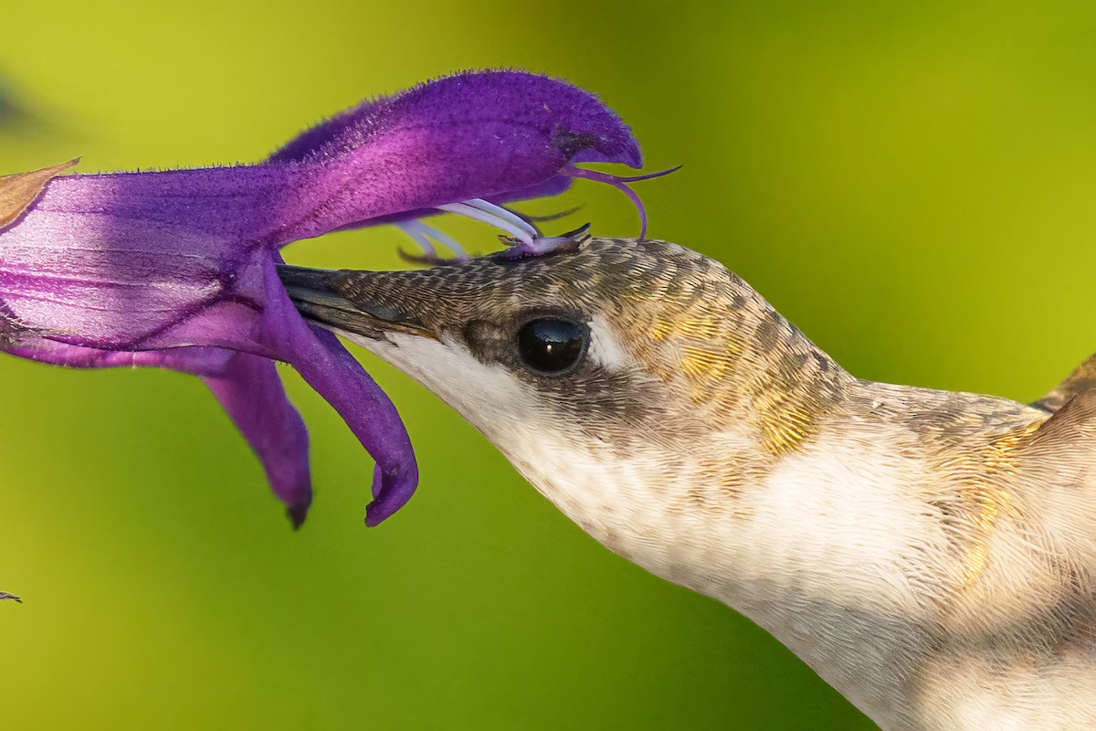 Колібрі рубіновогорлий - ML645178529