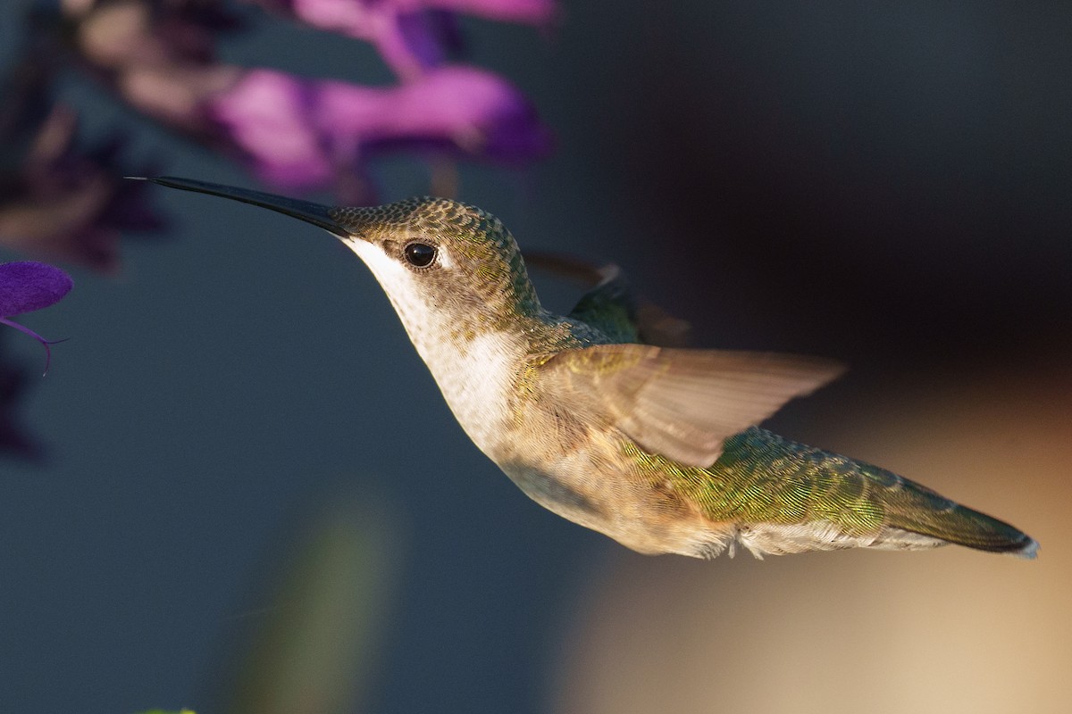 Колібрі рубіновогорлий - ML645178530