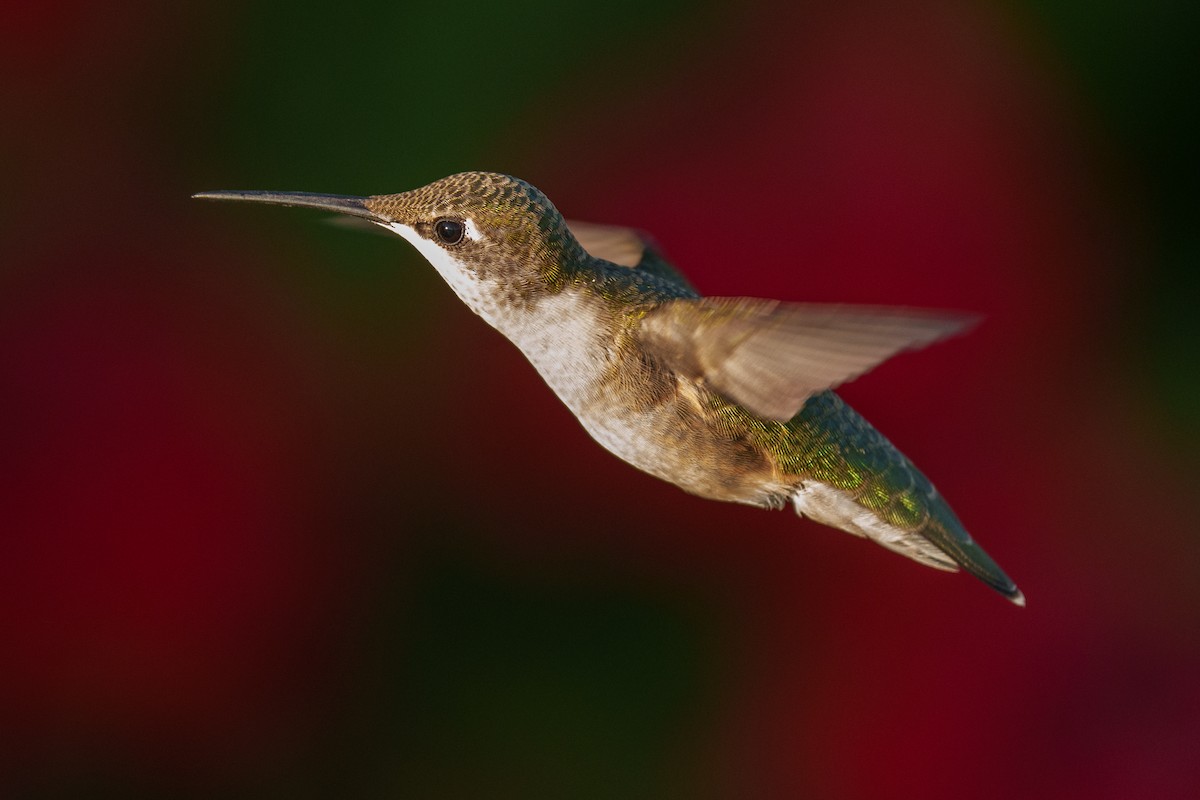 Колібрі рубіновогорлий - ML645178531