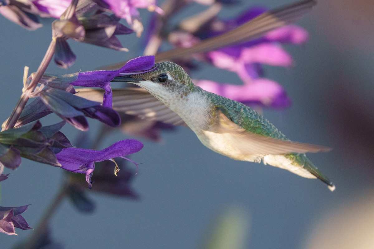 Колібрі рубіновогорлий - ML645178536