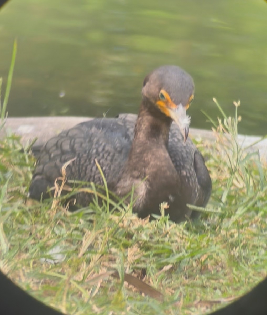 totoppskarv - ML645178541