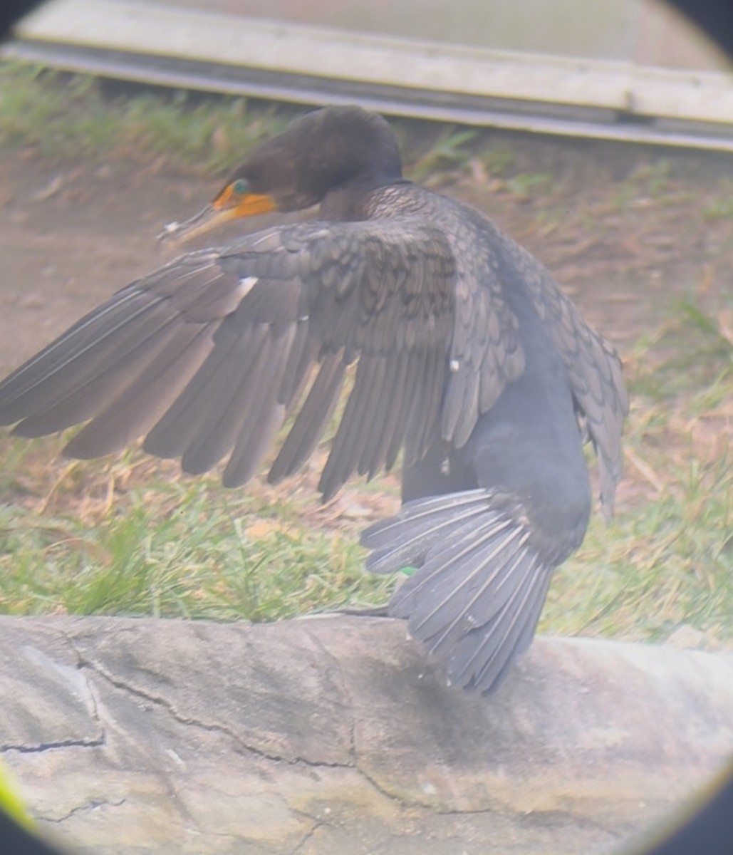 totoppskarv - ML645178542