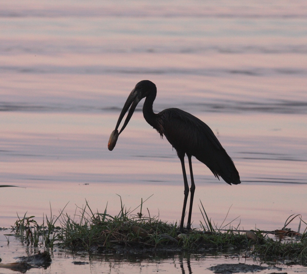 African Openbill - ML645178550