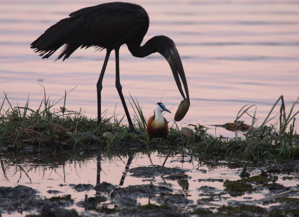 African Openbill - ML645178551