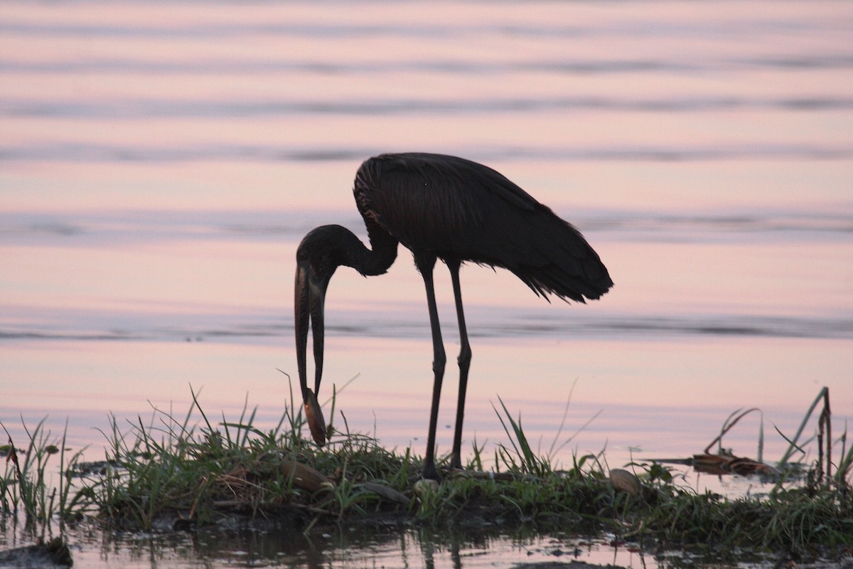 African Openbill - ML645178552