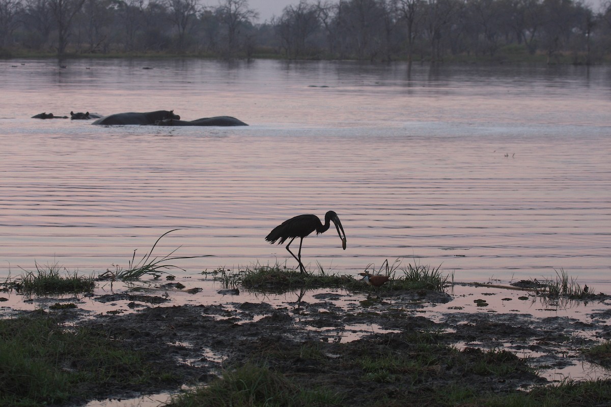 African Openbill - ML645178553