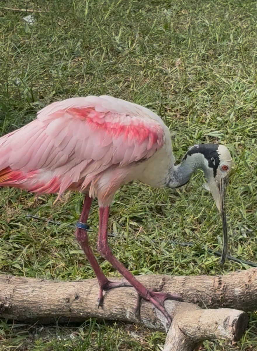 Espátula Rosada - ML645178583