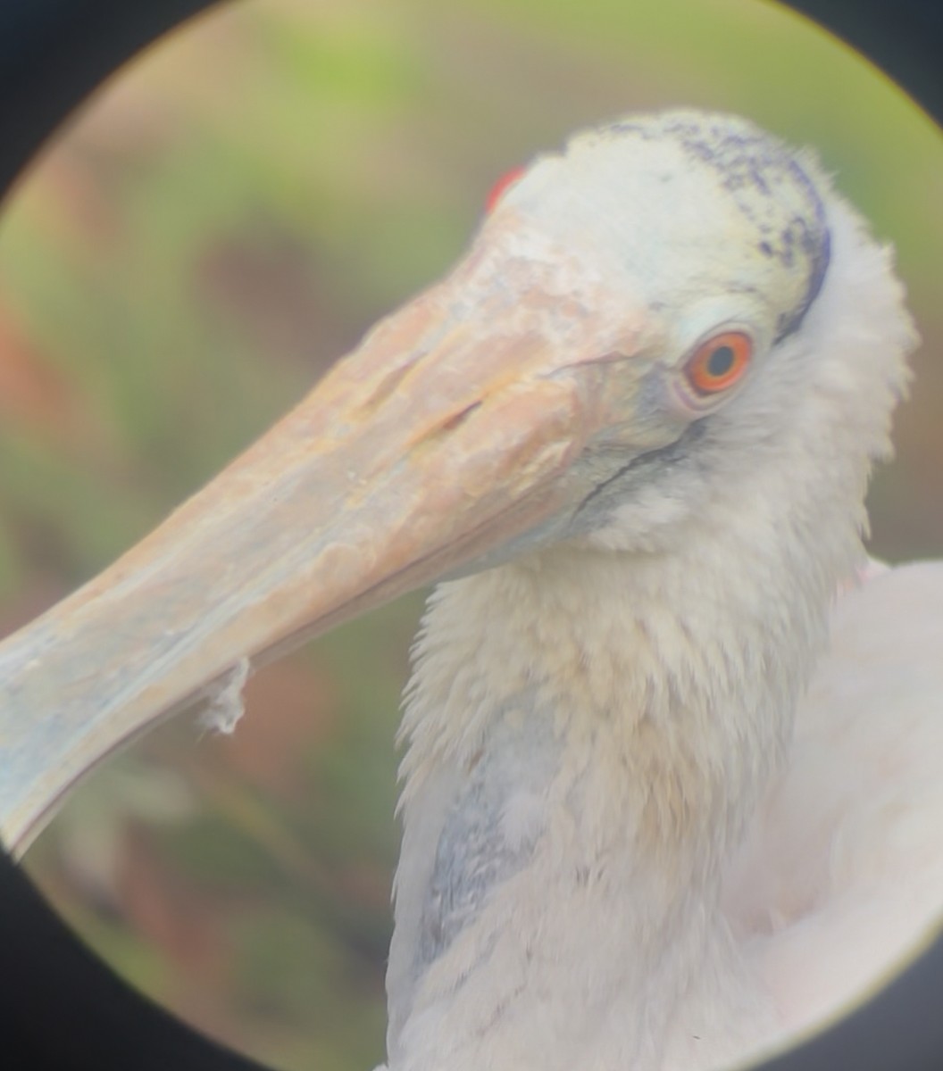 Espátula Rosada - ML645178584