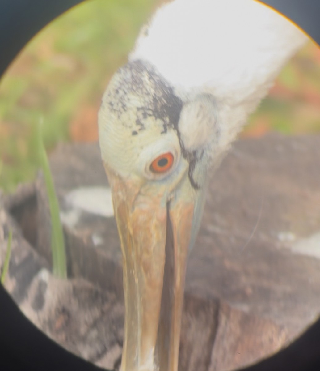 Espátula Rosada - ML645178585