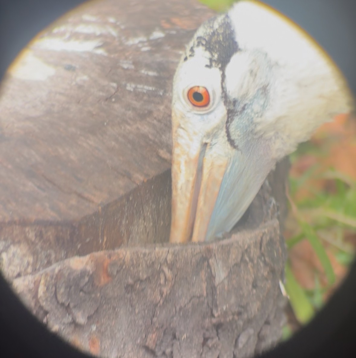 Espátula Rosada - ML645178586