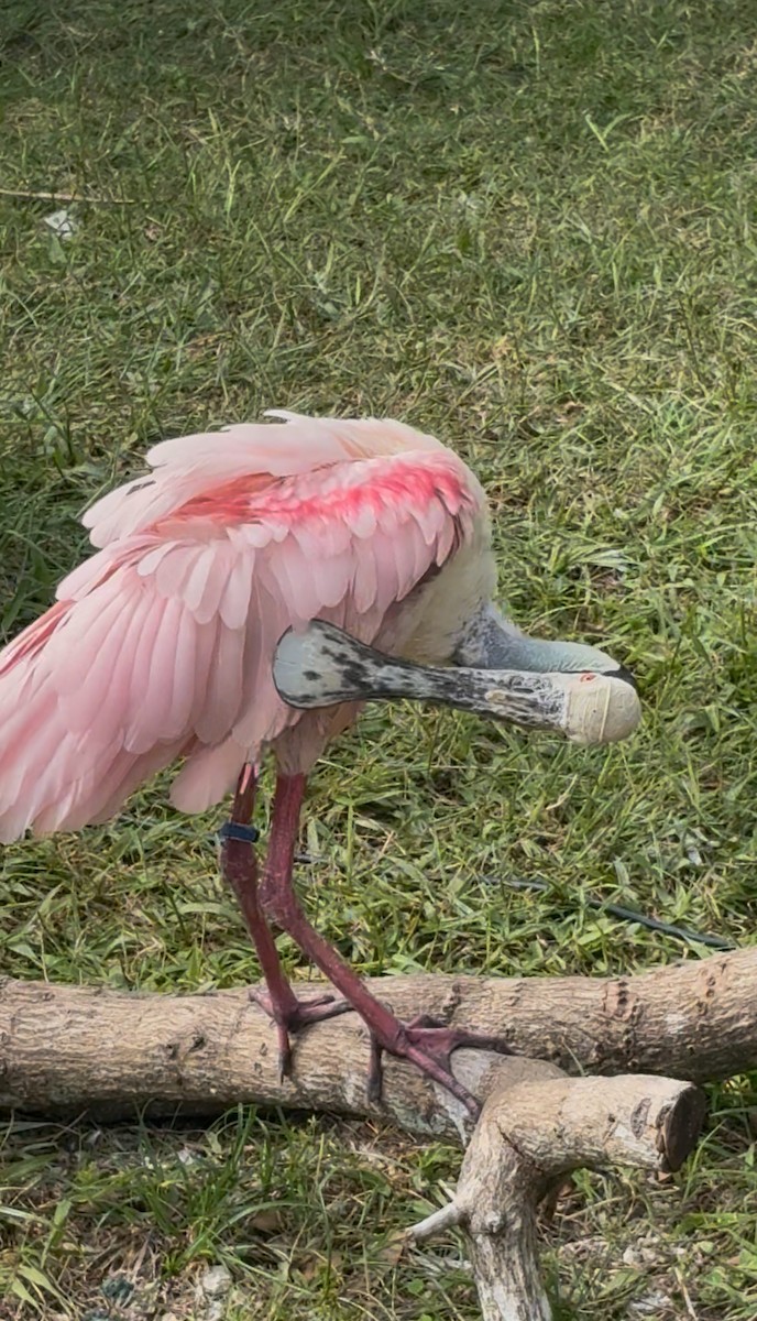 Espátula Rosada - ML645178587