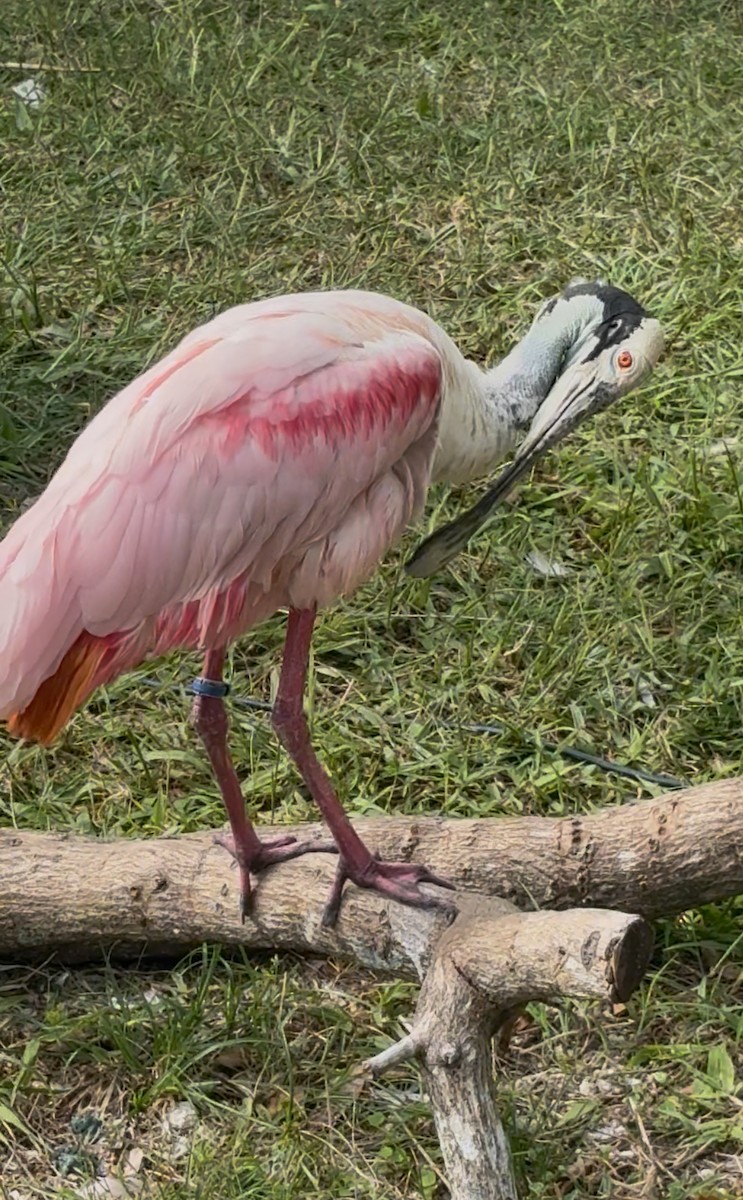 Espátula Rosada - ML645178588