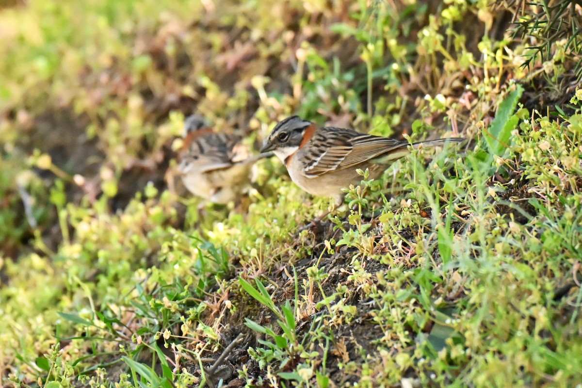 アカエリシトド - ML645178607