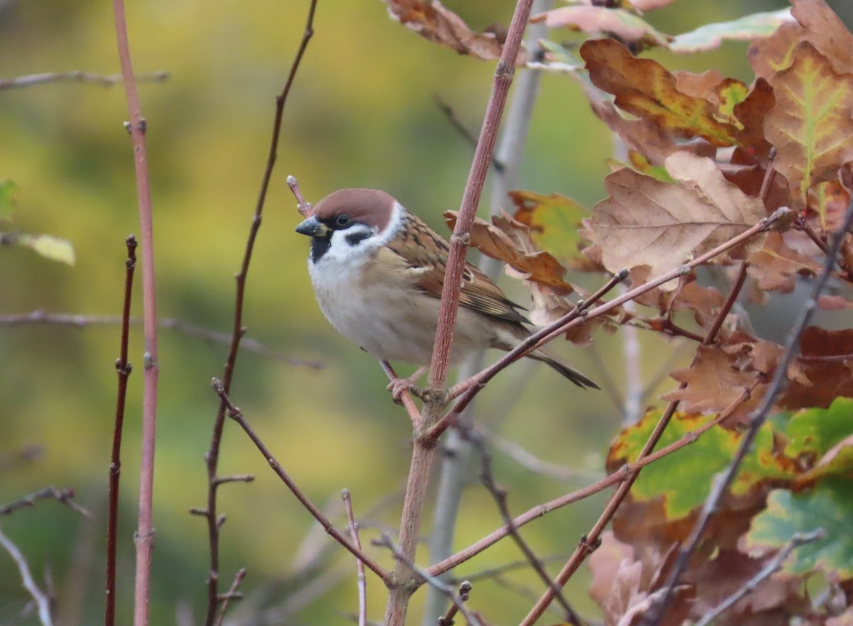 Gorrión Molinero - ML645178610