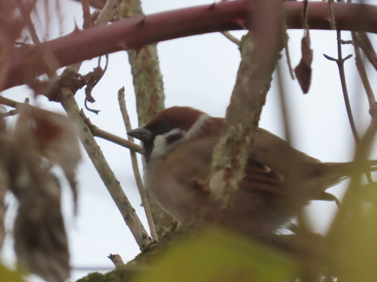 Gorrión Molinero - ML645178614