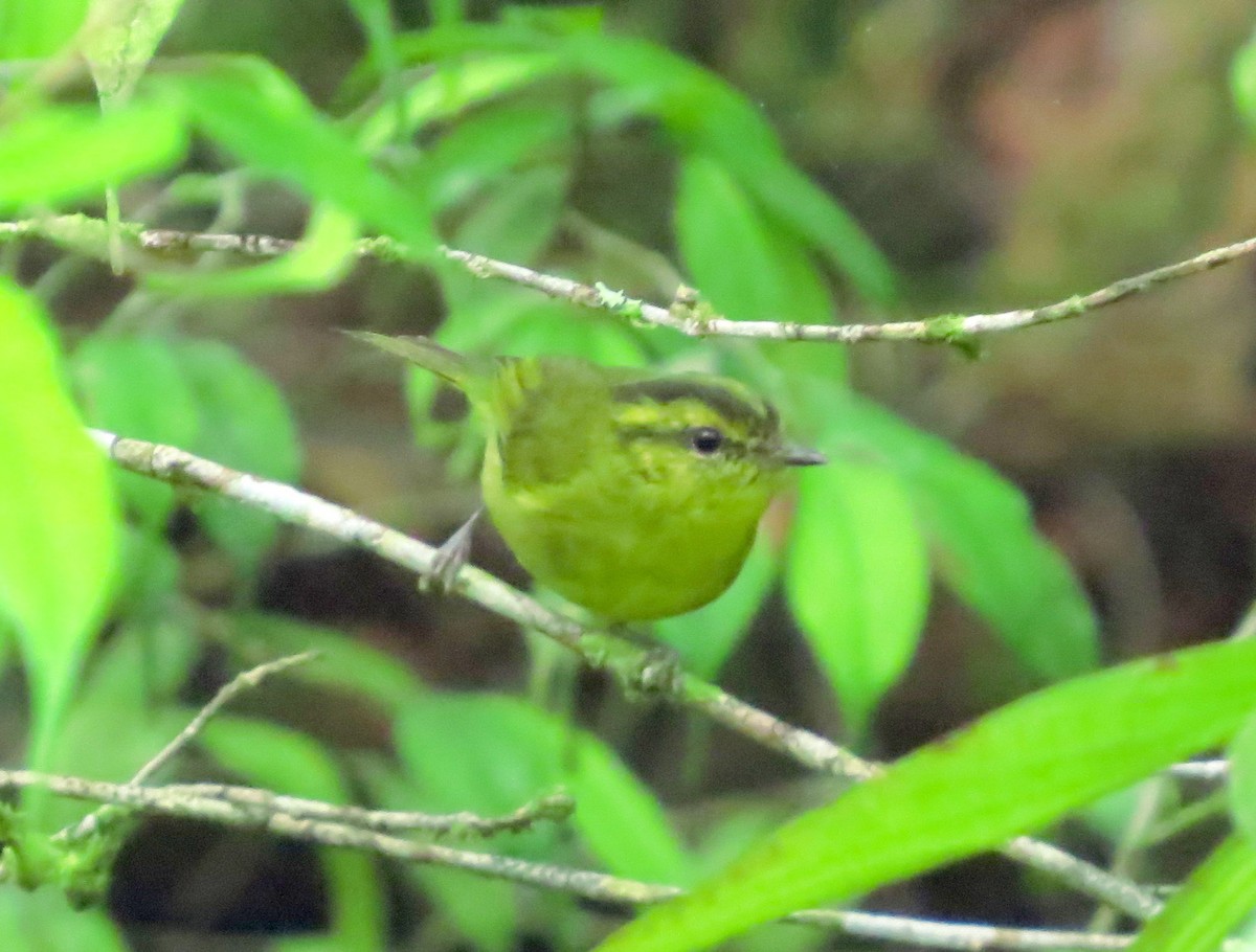 Mountain Leaf Warbler - ML645178616