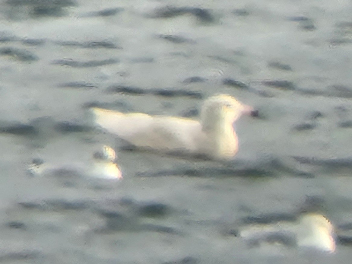 Gavión Hiperbóreo - ML645178618