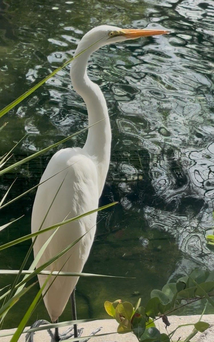 לבנית גדולה - ML645178633