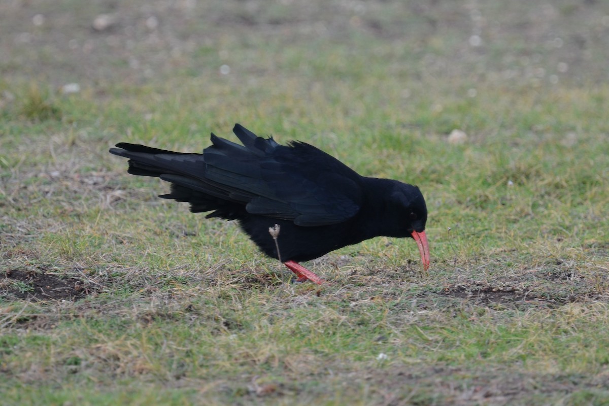 זג אדום-מקור (מערבי) - ML645178636