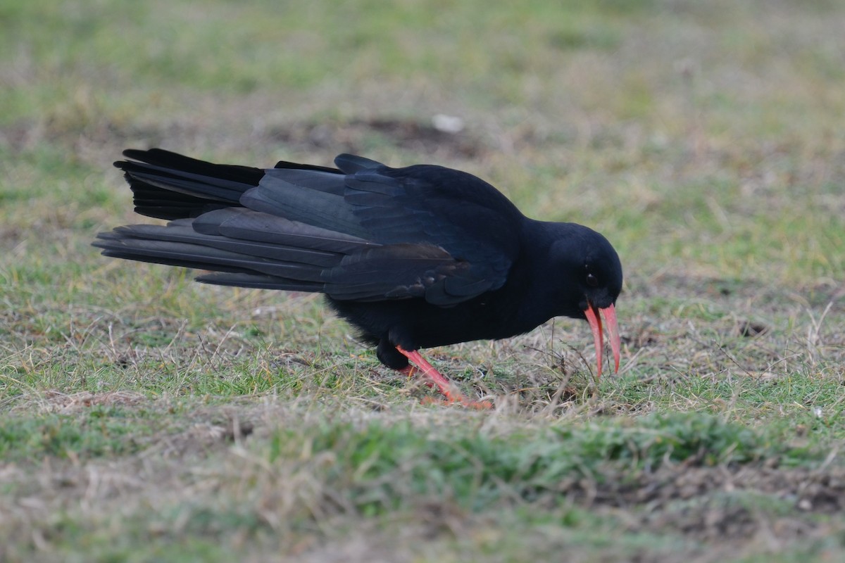 זג אדום-מקור (מערבי) - ML645178637