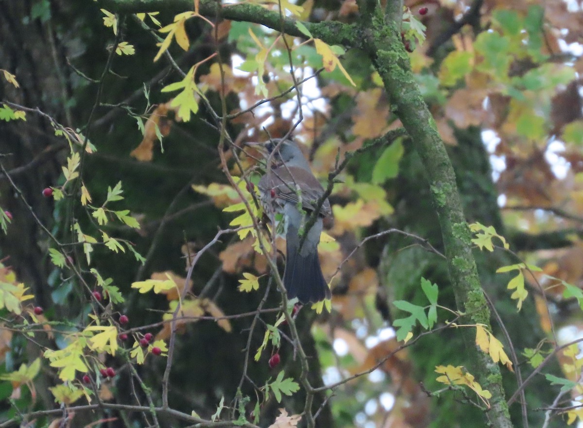 קיכלי אפור - ML645178638