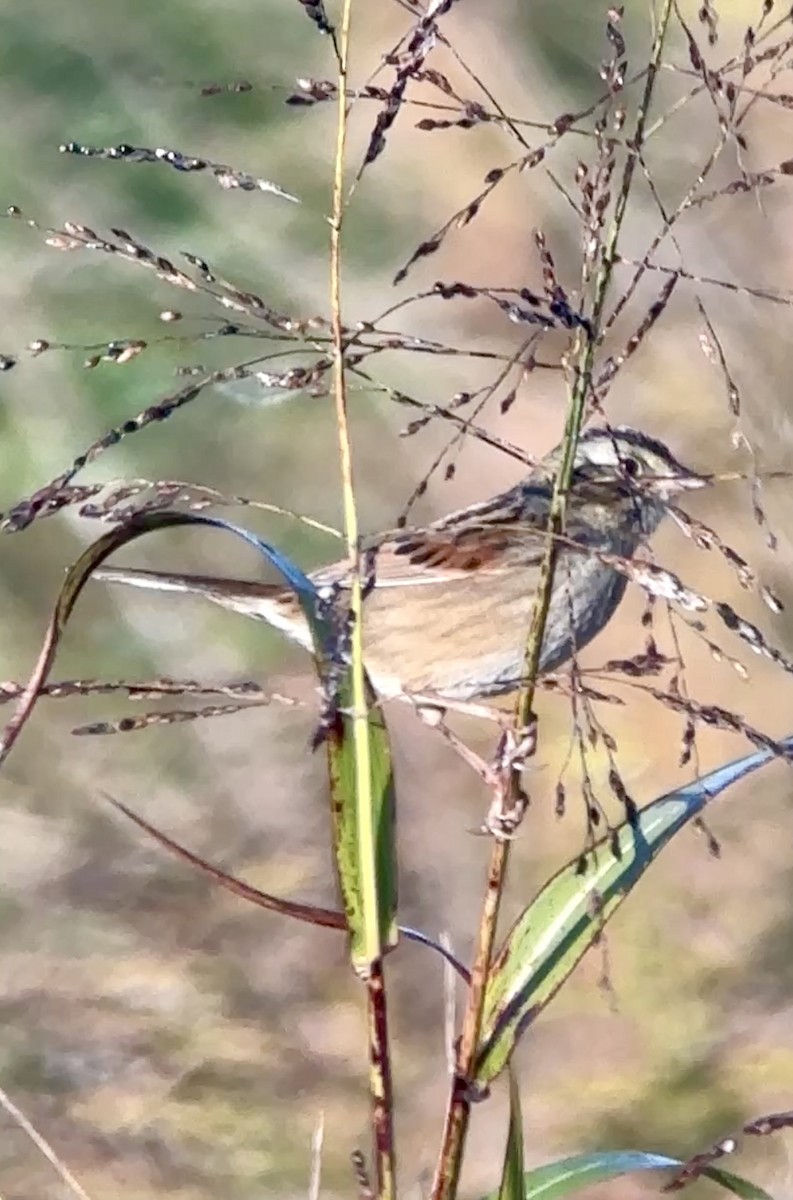 Swamp Sparrow - ML645178640