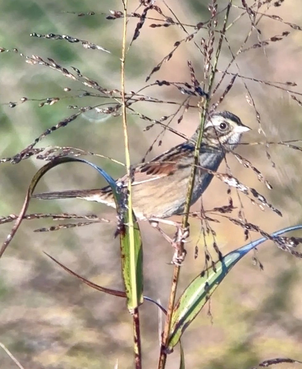 Swamp Sparrow - ML645178641