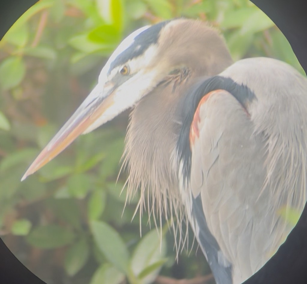 אנפה אמריקנית - ML645178645