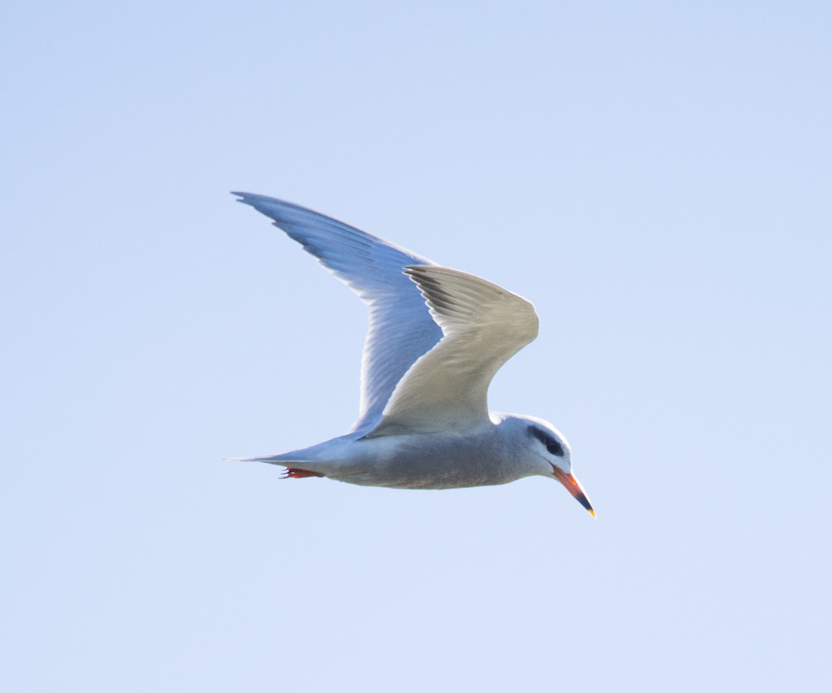 Snowy-crowned Tern - ML645178647