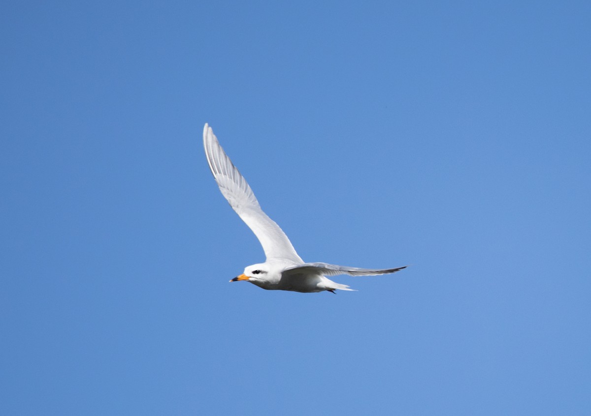 Snowy-crowned Tern - ML645178648