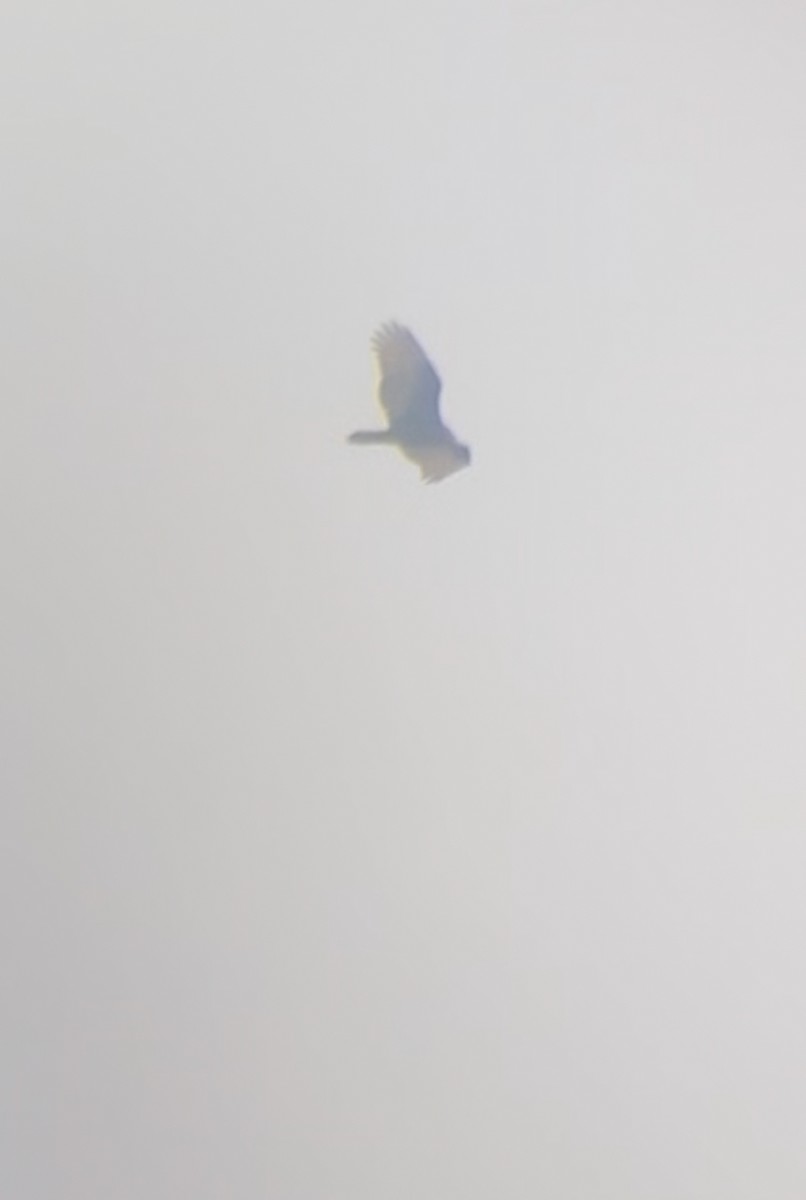 Turkey Vulture - ML645178649