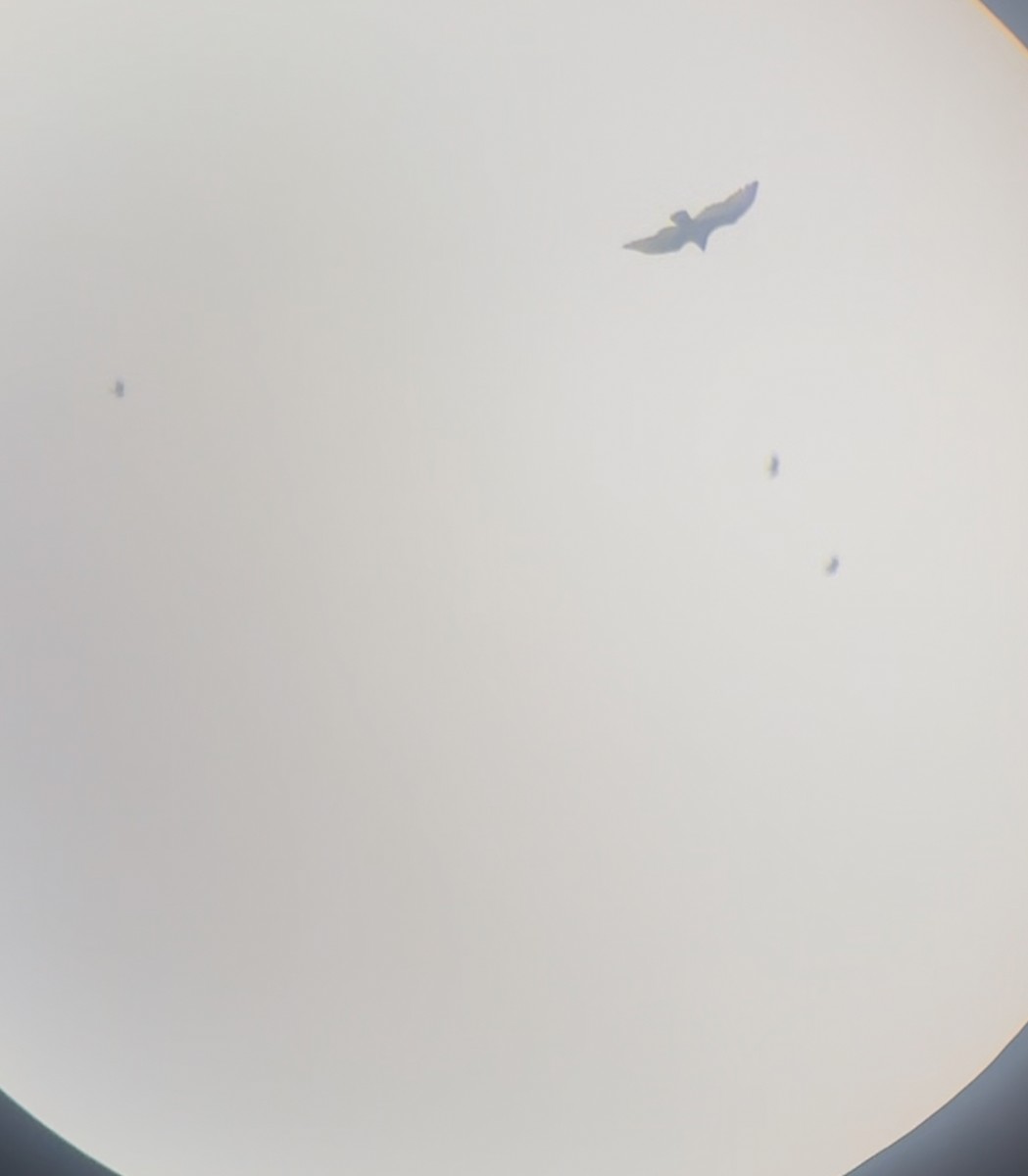 Turkey Vulture - ML645178650