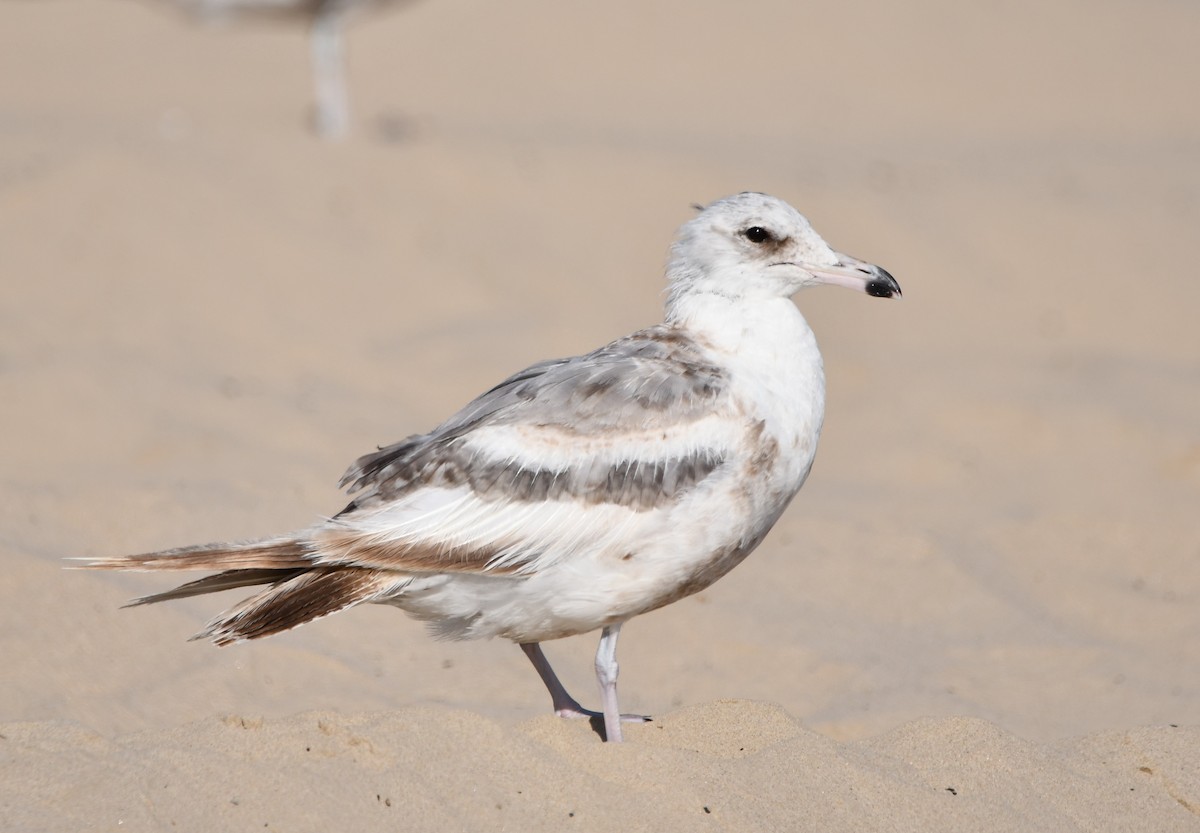 California Gull - ML645178651