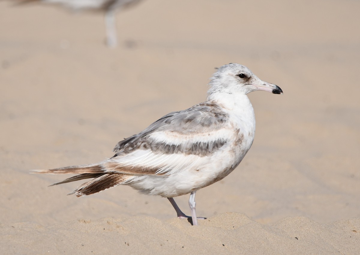 California Gull - ML645178652