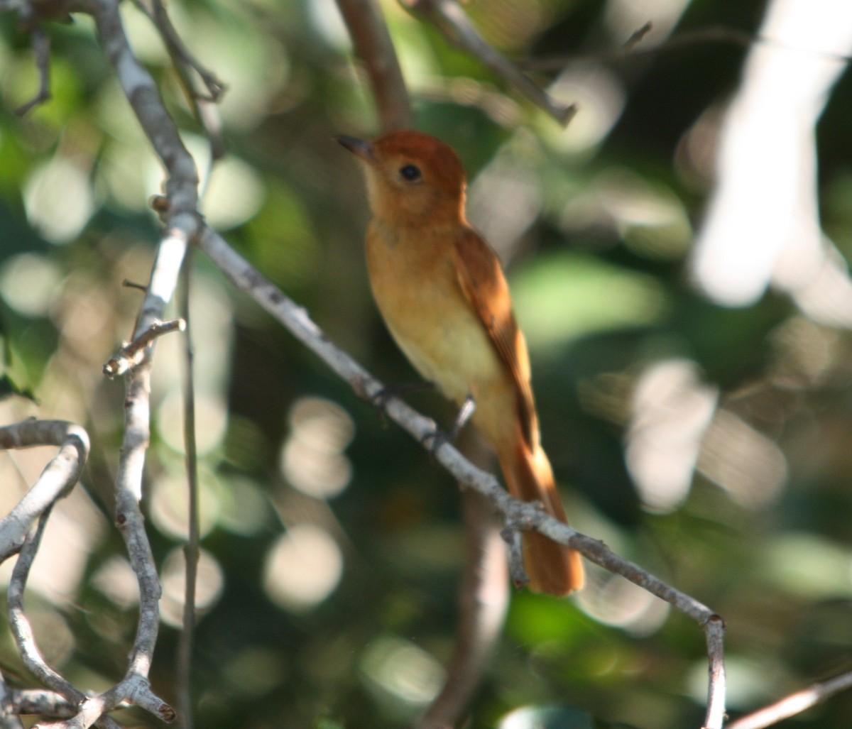 Rufous Casiornis - ML645178654