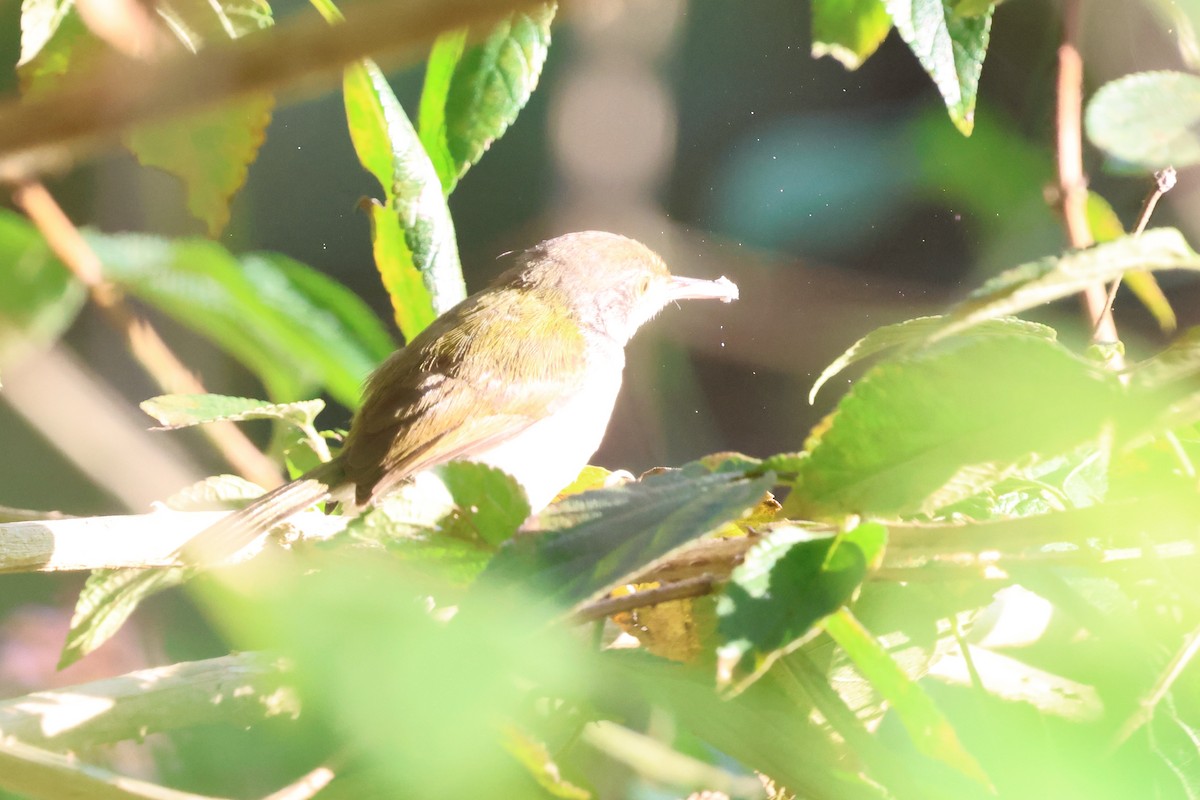 Common Tailorbird - ML645178655