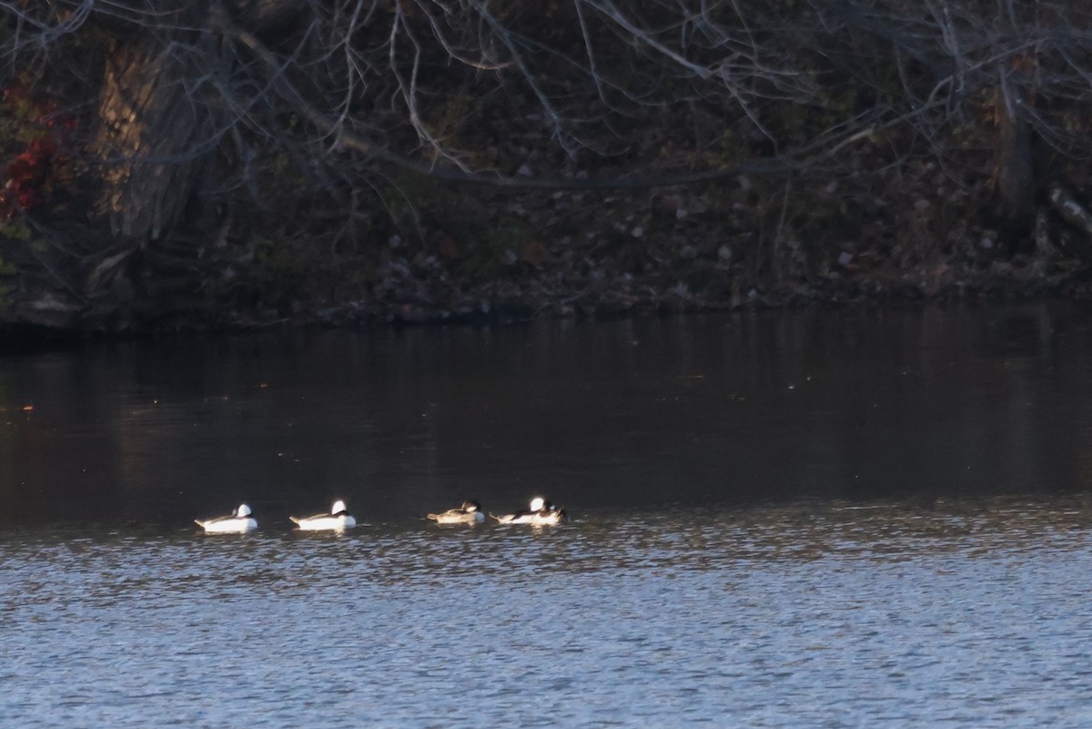 עבראש לבנוני - ML645178657