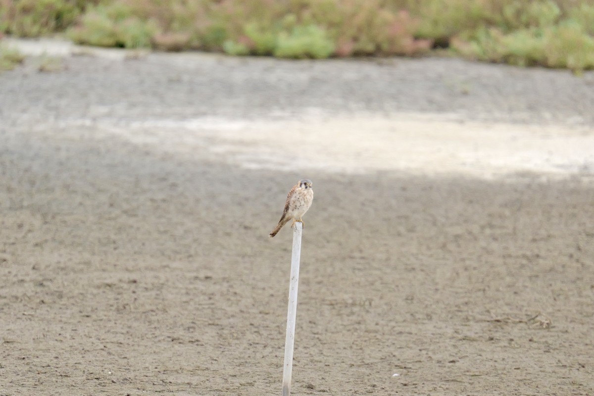בז אמריקני - ML645178658