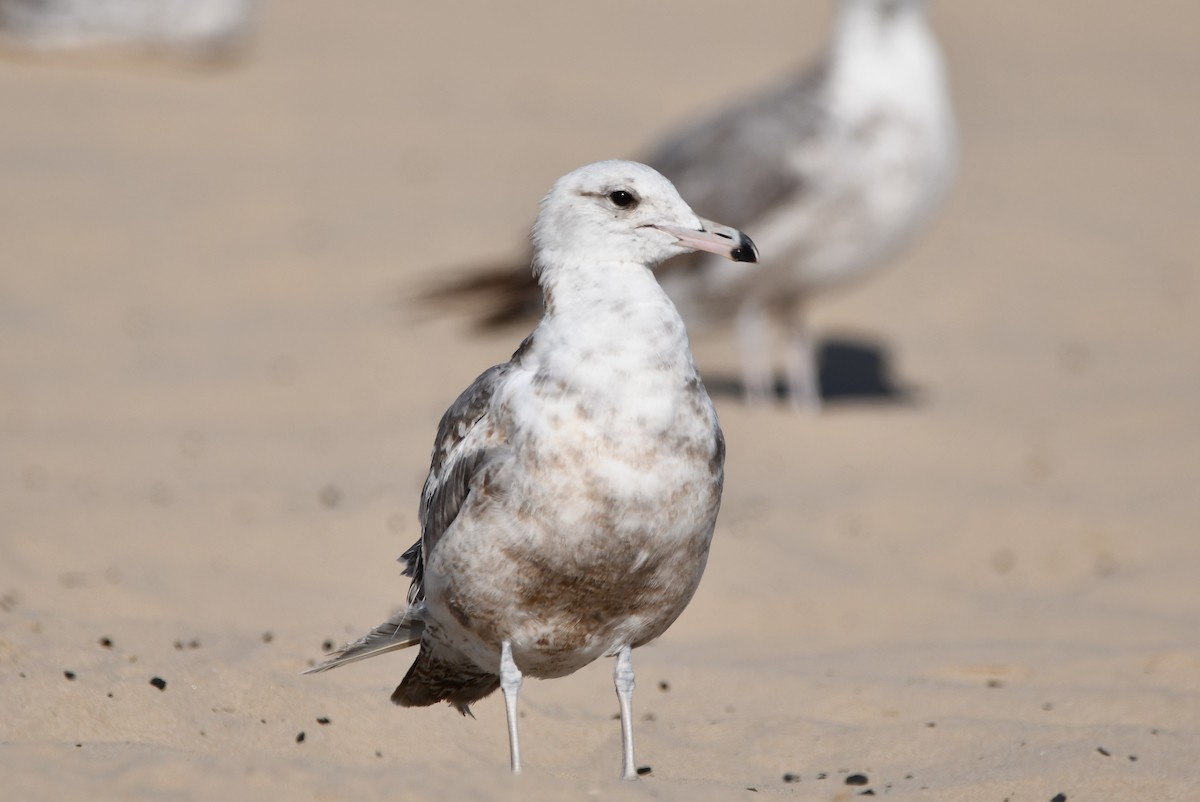 California Gull - ML645178659
