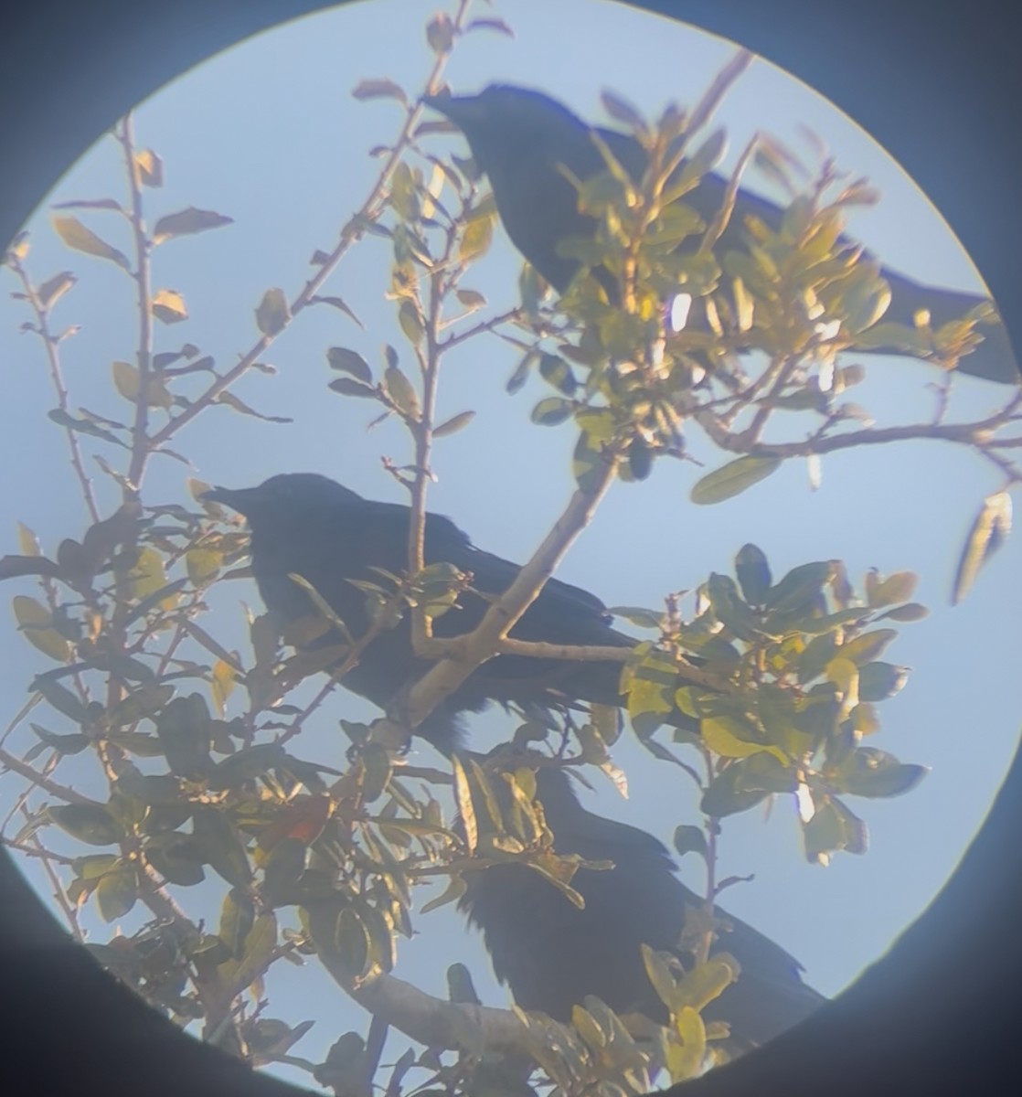 Fish Crow - ML645178660