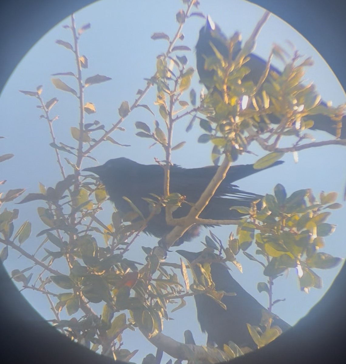 Fish Crow - ML645178661