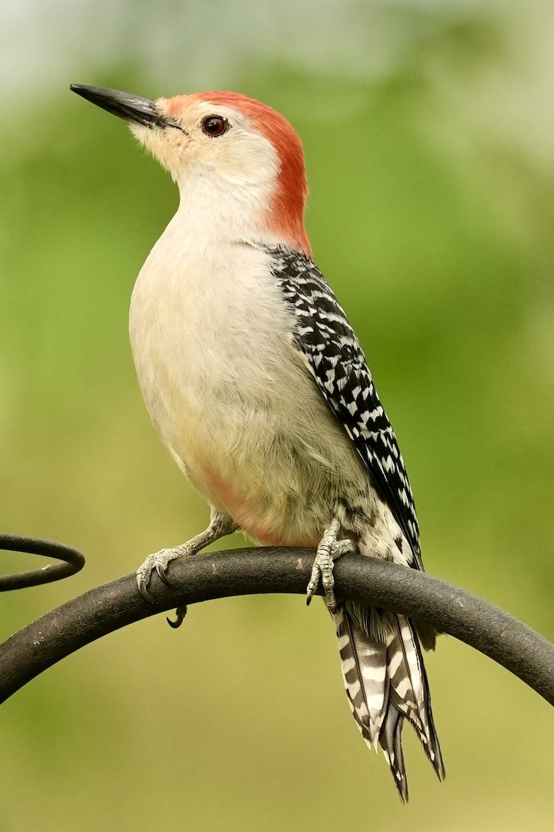 Red-bellied Woodpecker - ML645178662