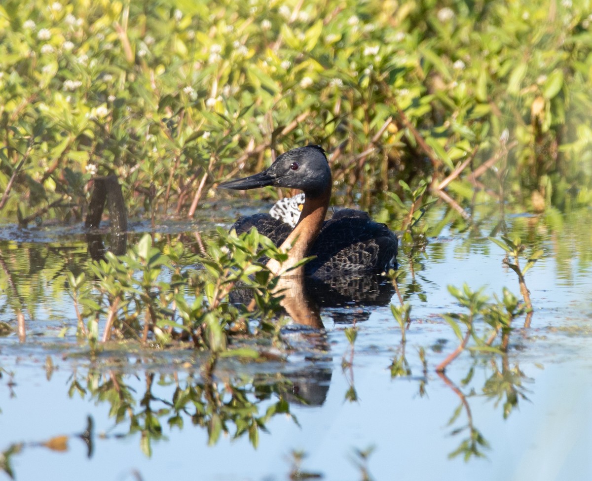 Great Grebe - ML645178664