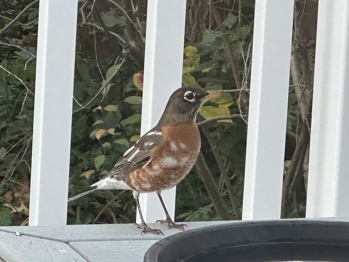 קיכלי נודד - ML645178665