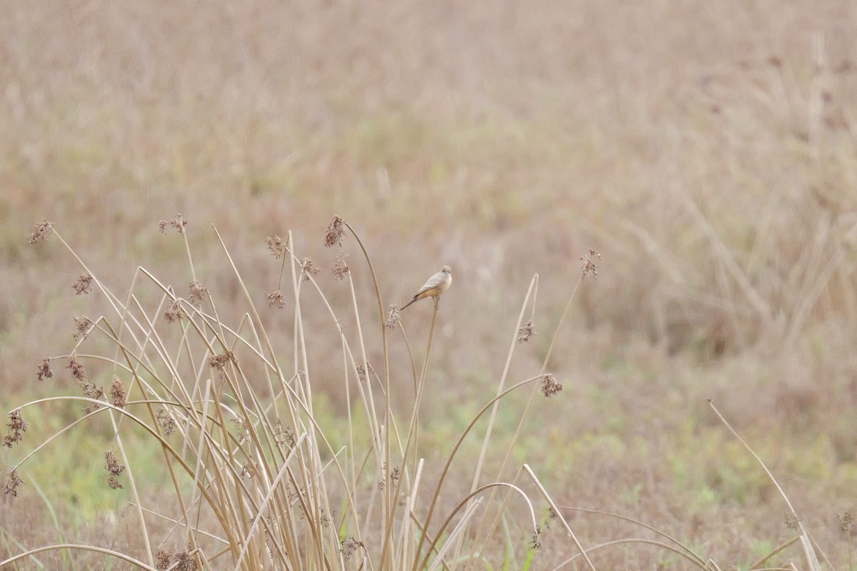 Say's Phoebe - ML645178666