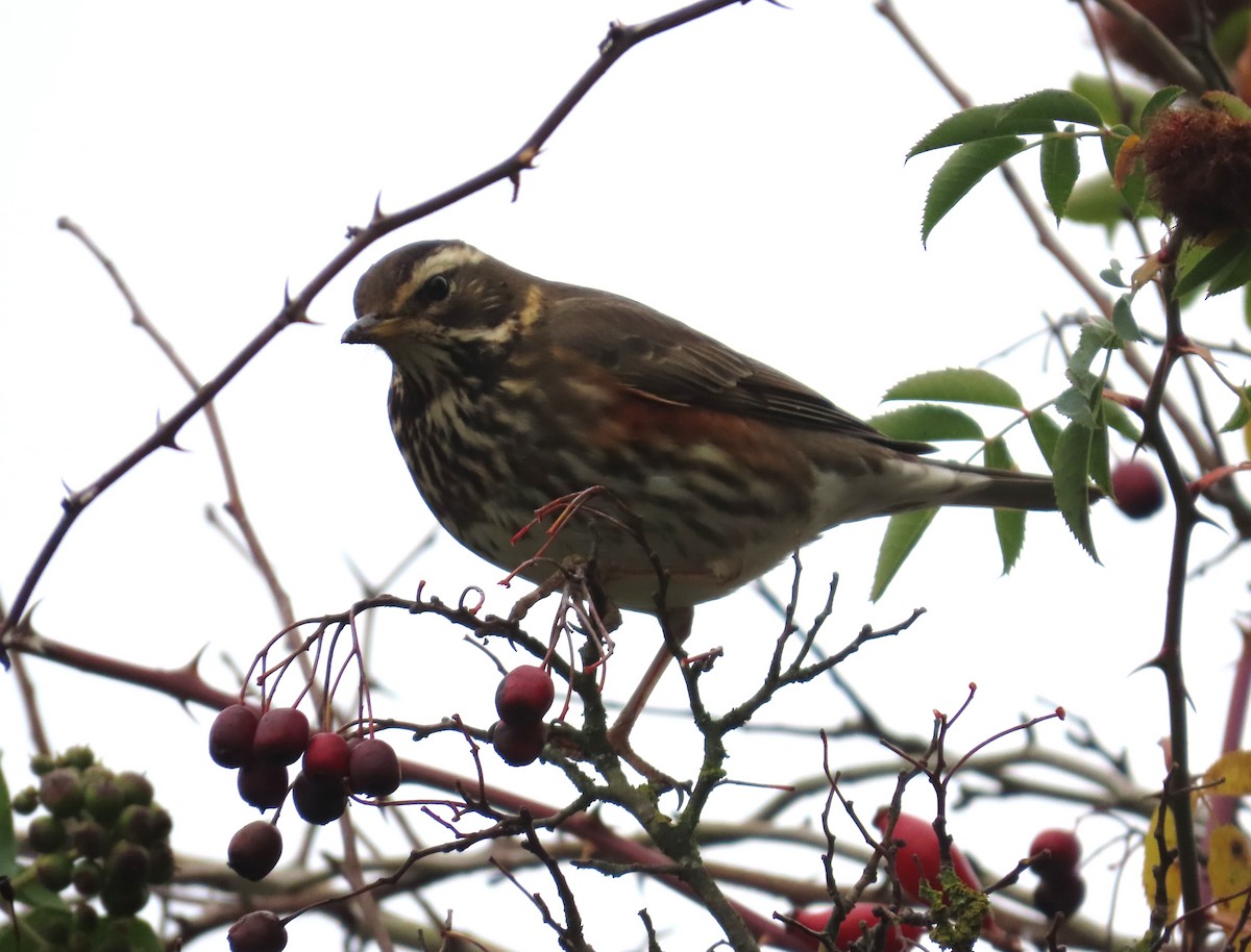 קיכלי לבן-גבה - ML645178668